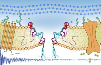 Graphical Abstract-s.jpg