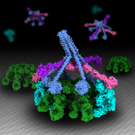 IgM-C1-C4b_4s.png